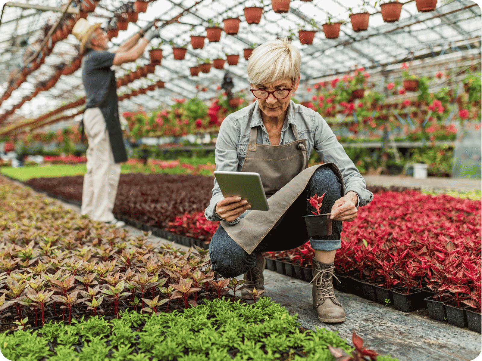 Field service software case study: greenhouse worker checking plant orders on a tablet among rows of seedlings